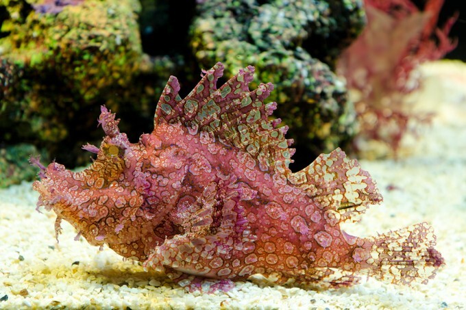 Weedy Scorpionfish